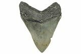 Serrated, Fossil Megalodon Tooth - North Carolina #338555-1